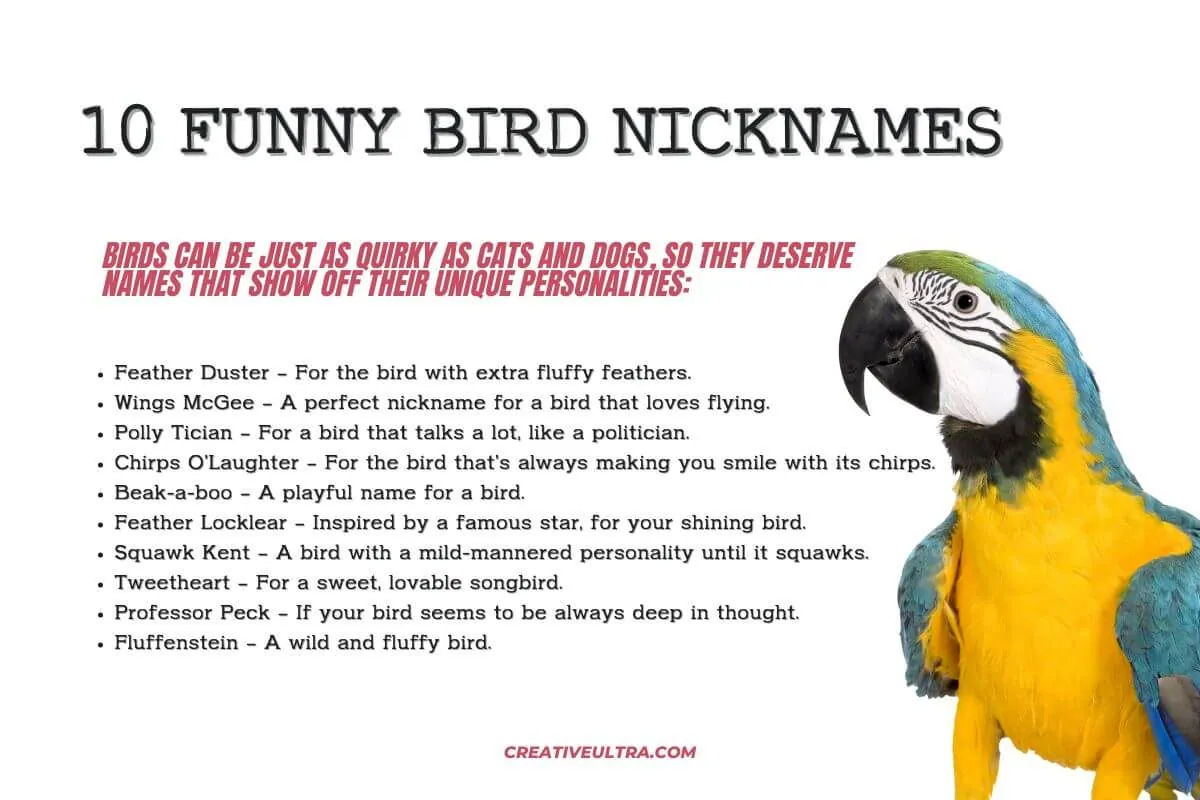 10 Funny Bird Nicknames