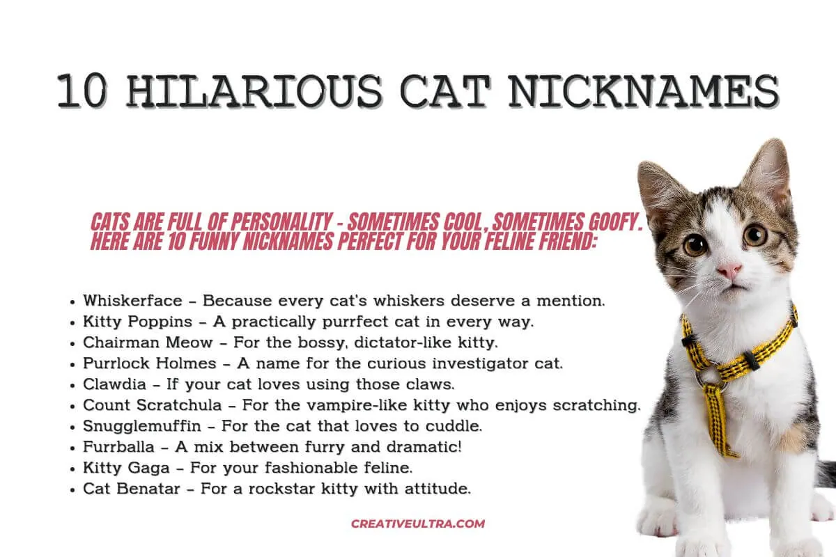 10 Hilarious Cat Nicknames