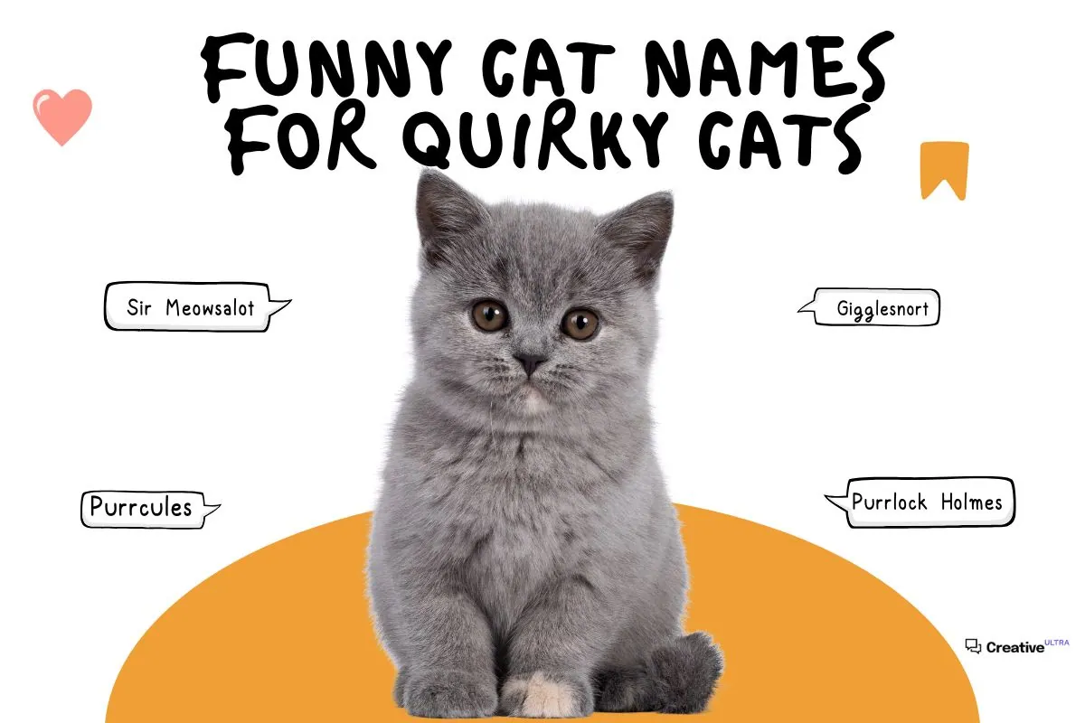 A gray kitten is sitting with speech bubbles showing funny cat names like "Sir Meowsalot," "Gigglesnort," "Purrcules," and "Purrlock Holmes." The title "Funny Cat Names for Quirky Cats" is written above.