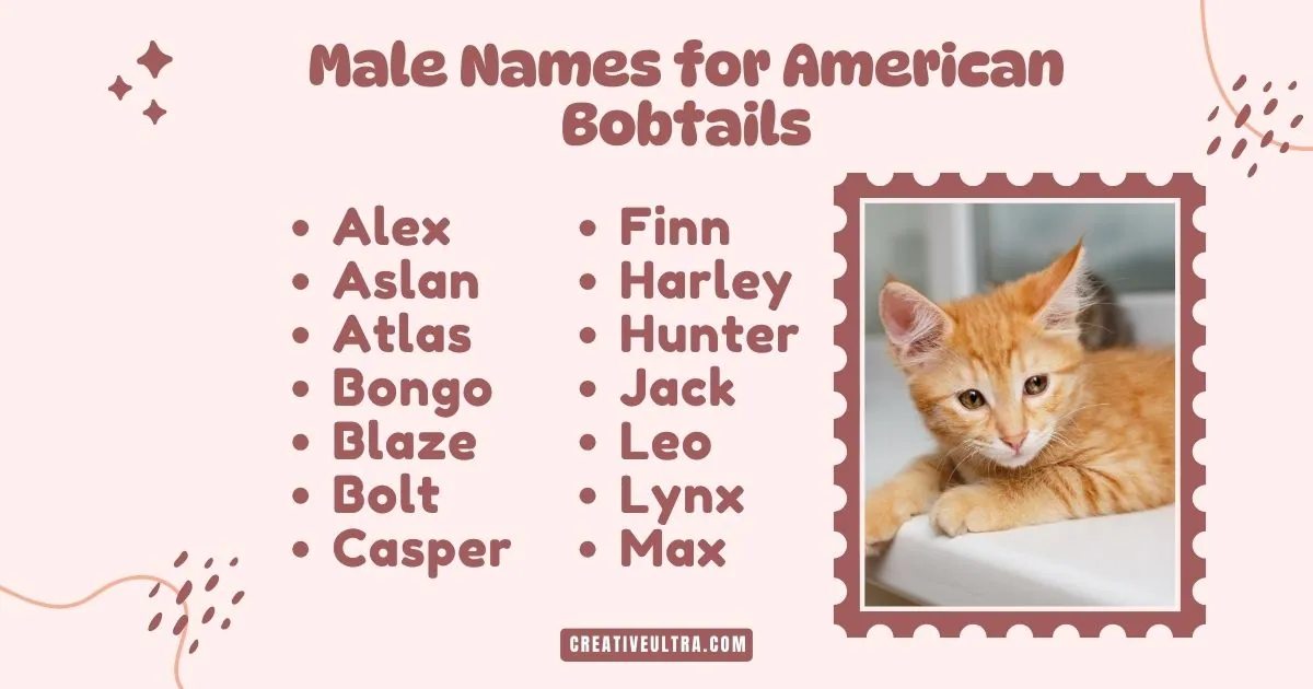 List of male names for American Bobtails next to a photo of an orange kitten lying down. Names include Alex, Atlas, and Leo. Warm, playful theme.