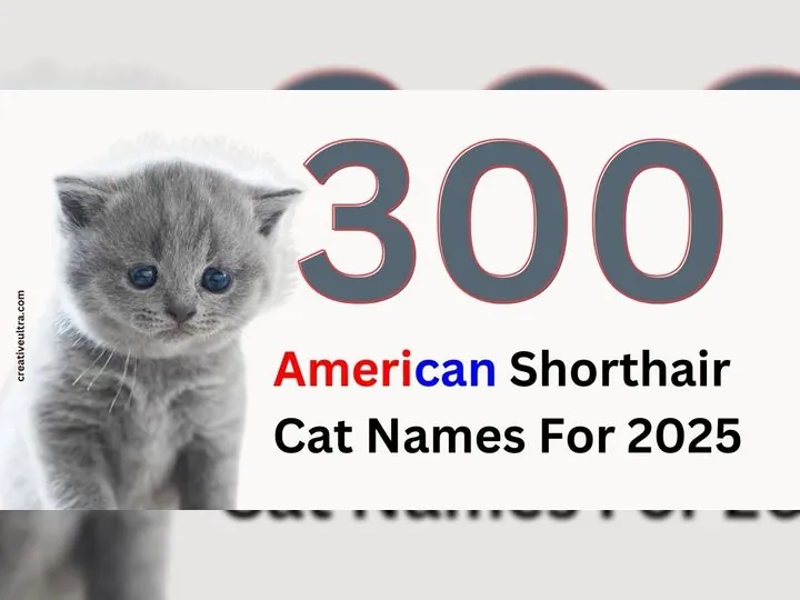 300+ American Shorthair Cat Names For 2025