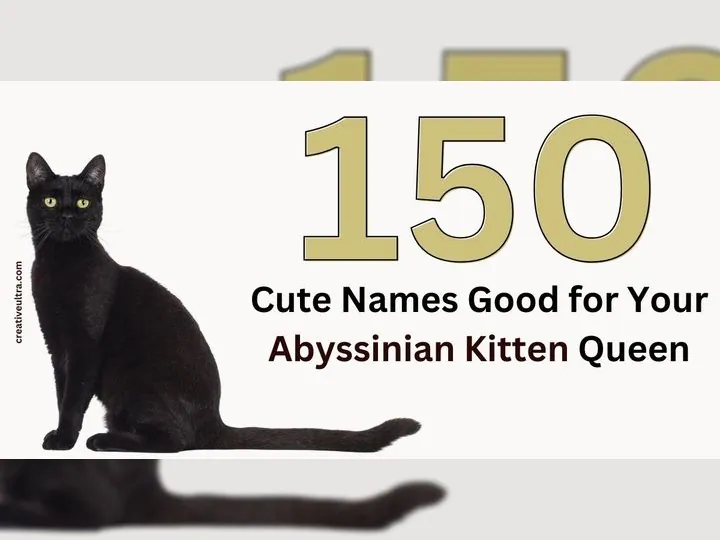 150 Cute Names Good for Your Abyssinian Kitten Queen