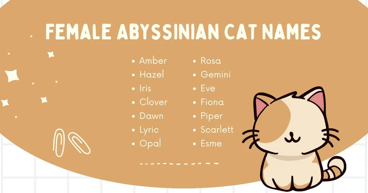 Illustration of cat names on a brown background titled "Female Abyssinian Cat Names," featuring a cute cartoon cat and playful stars. Names include Amber, Hazel, and more.