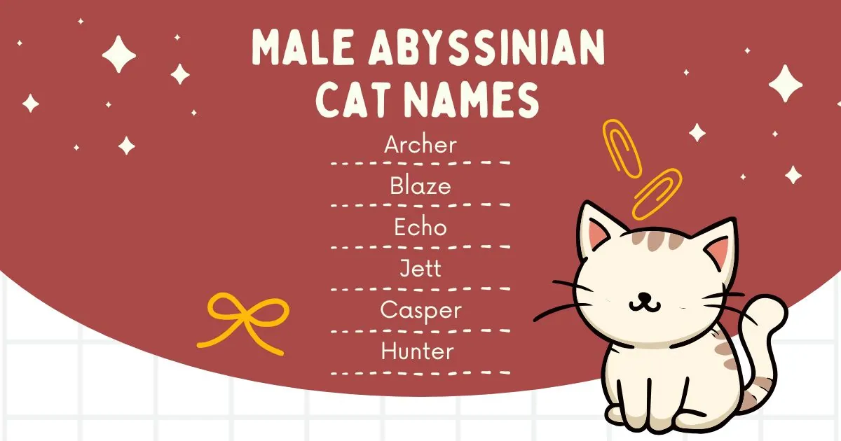 Illustrated graphic titled "Male Abyssinian Cat Names" in white on a red background. Lists names: Archer, Blaze, Echo, Jett, Casper, Hunter. Features a cute cartoon cat.