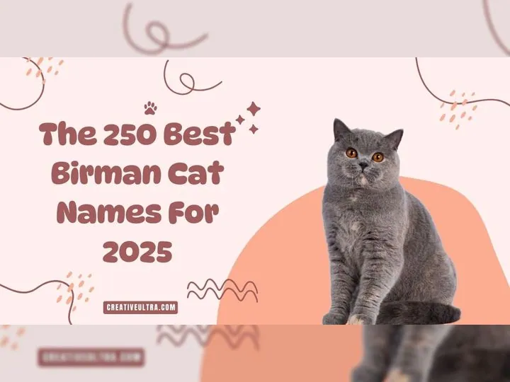 The 250 Best Birman Cat Names For 2025z