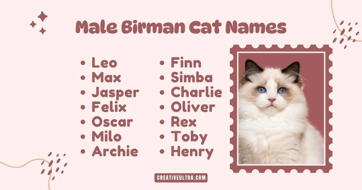 Image of a fluffy Birman cat with blue eyes on a stamp-like frame. Surrounding text lists male Birman cat names: Leo, Max, Felix, and others. Warm tone.